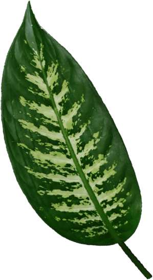 nuts leaf